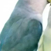 گمشده کوتوله برزیلی آبی کربنی محله آ۳