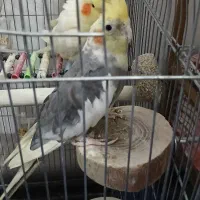 تخم عروس نطفه دار