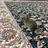 خرگوش دوماهه