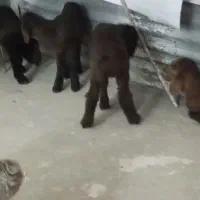 بره ماده شیری