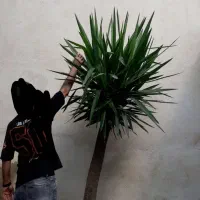 گل درختچه یوکا|گل و گیاه طبیعی|گرگان, |دیوار