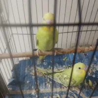 مرغ عشق|پرنده|سوسنگرد, |دیوار