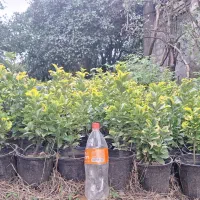 فروش شمشاد طلایی/ لافسون /کامایا/یاس هلندی|خدمات باغبانی و درختکاری|تهران, شهرک آپادانا|دیوار