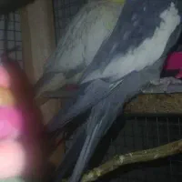 عروس هلندی با قفس|پرنده|شاهین‌شهر, عطار|دیوار