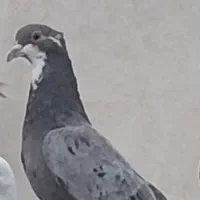سار سرور ریش پشت کفتر صید