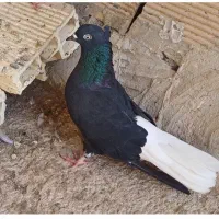 اشعل سیاه