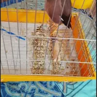 مرغ مینا هندیجان