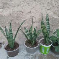 گل طبیعی|گل و گیاه طبیعی|دهدشت, |دیوار