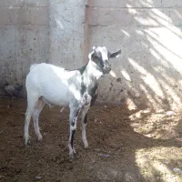 کهره سومالی خارجی|حیوانات مزرعه|شیراز, سلطان آباد|دیوار