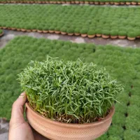 سبزه شب عید قره ماش