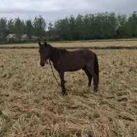 اسب سه ساله بسیار آرام وزیبا|اسب و تجهیزات اسبسواری|رشت, حومه رشت|دیوار