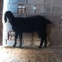 بز چهار ماه آوستن و کولار و یک عدد خروس لاری|حیوانات مزرعه|طبس, |دیوار