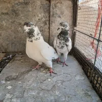 نرو ماده پرشی