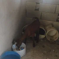 یک عدد کهره ماده