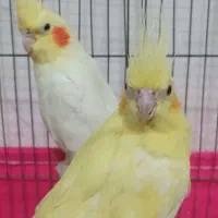 عروس هلندی لوتینو رام زعفرانی