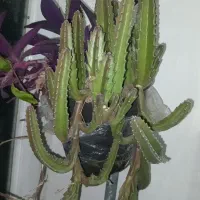 گلهای طبیعی وآپارتمانی