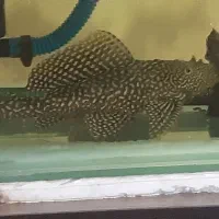 کت اسپرت ۳۰سانت