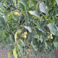 اجاره گردو تکانی و اجاره و خرید و فروش