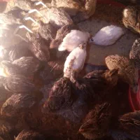 بلدرچین گوشتی و تخم گذار