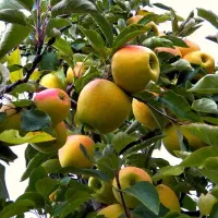 نهالستان تخصصی فروش انواع نهال های میوه و زینتی