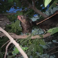 مرغ کوردی