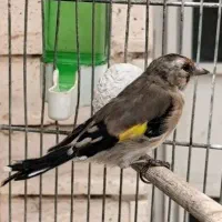 سهره دورگ دودی