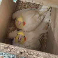 عروس هلندی جفت با قفس بزرگ و یک لوتینو دستی|پرنده|مشهد, امامیه (شهرک غرب)|دیوار