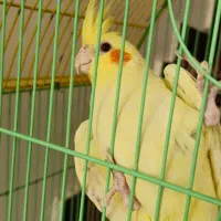 عروس هلندی نر