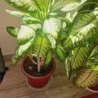 گل دیفن|گل و گیاه طبیعی|کوزران, |دیوار