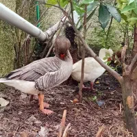 یک جفت غاز بالِغ|حیوانات مزرعه|نوشهر, |دیوار