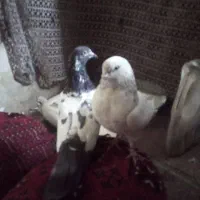 چندجفت کبوتر۰|پرنده|ایرانشهر, |دیوار