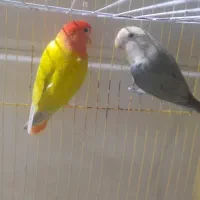 طوطی برزیلی