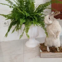 بانی خرگوشه