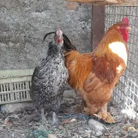 دوتاش باهم مرغ و خروس برهما امپراتور پاپر