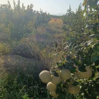 میوه به خوش عطرسردسیر