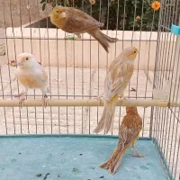 فروش قناری
