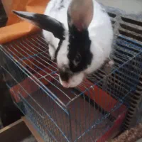 خرگوش خارجی