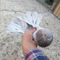 کفتر پرشی. بوربوری. پیس خال سرور. کلدار|پرنده|قم, علی آباد سعدگان|دیوار