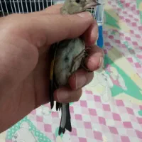 جوجه سهره کال