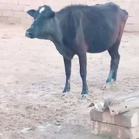 گاوچرون