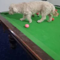 واگذاری سگ|سگ|اهواز, فرهنگ شهر|دیوار