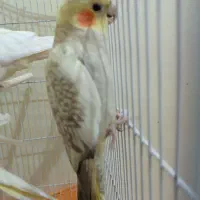 عروس هلندی ماده|پرنده|اهواز, کوی آغاجاری|دیوار