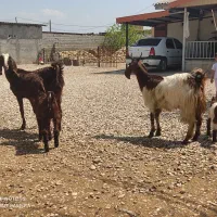 بزبزغاله‌دارهردو