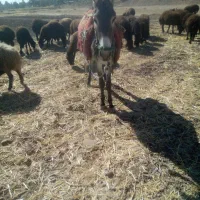 کره خر نر اخته