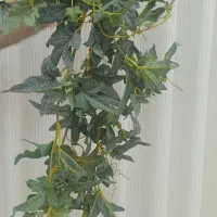 گل مصنوعی|گل مصنوعی|بجنورد, |دیوار