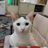گربه مادر وبچه اش و ی گربه پدر|گربه|بندر ماهشهر, |دیوار