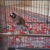 سهره قناری رسمی کرمونی