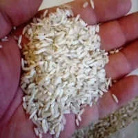 برنج سر لاشه هاشمی