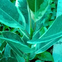 فروش پتوس و برگ انجیری|گل و گیاه طبیعی|قائمشهر, |دیوار