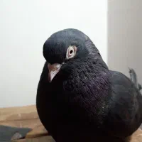 کفتر گرفتی امروز بعدظهر گره